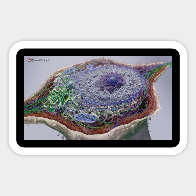 Eukaryotic Cell Sticker by Smart Biology